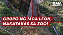 Grupo ng mga leon, nakatakas sa zoo! | GMA News Feed