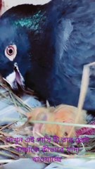 Funny birds funny animals funny cats