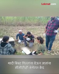 ती आली पिल्लांना घेऊन गेली पहा सीसीटीव्ही