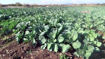 'Kanalizasyon Ceyhan Nehri’ne dökülüyor' iddiası