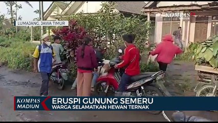 Eruspi Gunung Semeru, Warga Selamatkan Hewan Ternak