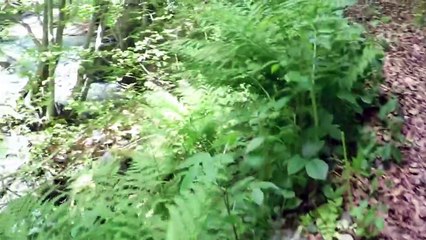 40 Lumi Gashit: 40 Facts You Should Know