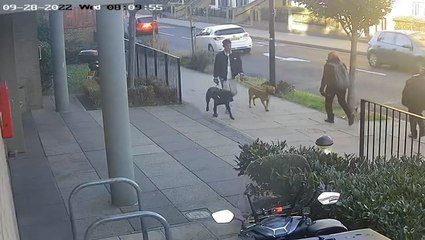 CCTV captures dog moments before it mauled 11-year-old girl as she walked to school