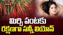 మిర్చి పంటకు రక్షణగా సన్నీ లియోన్ || Sunny Leone || ABN  Telugu