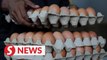 Price of eggs to drop on Dec 6