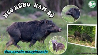 Heo (Lợn) rừng nam bộ (Sus scrofa moupinensis) ở Vườn quốc gia Cát Tiên. Wild pig in CTNP