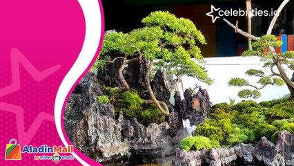 Pameran Bonsai Lestari Gelar Koleksi Endemik Seharga Puluhan Juta