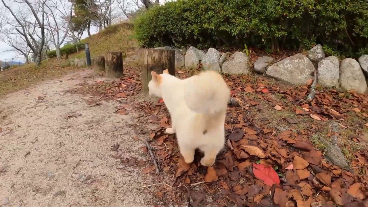 Kucing cantik dan lucu