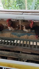 the process of checking the feed of laying hens. //part 1.!!