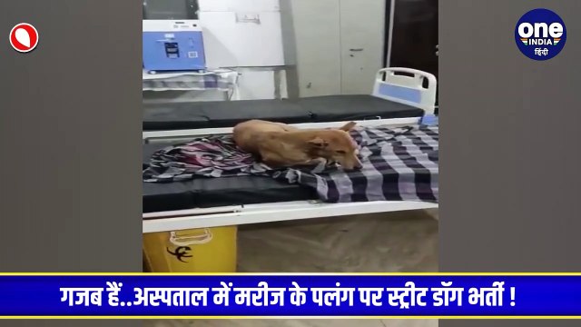 गजब हैं..अस्पताल में मरीज के पलंग पर स्ट्रीट डॉग भर्ती !