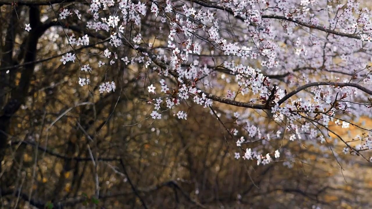 Meditation Music for Positive Energy, Calming Music, Relaxing music, Music for Stress Relief