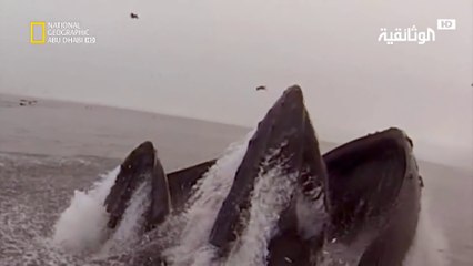 حيوانات باتت جامحة  | سلوك غير منضبط