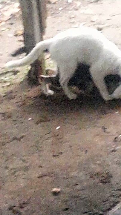 kucing kawin di tempat umum. Klo manusia jg di tempat umum, apa bedanya dengan kucing