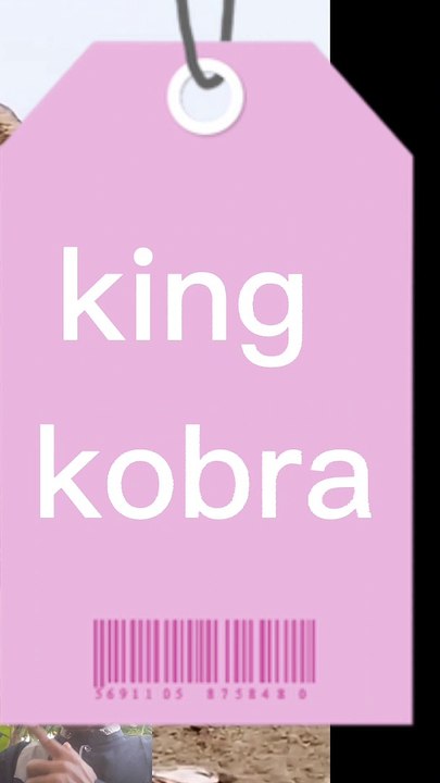 King cobra