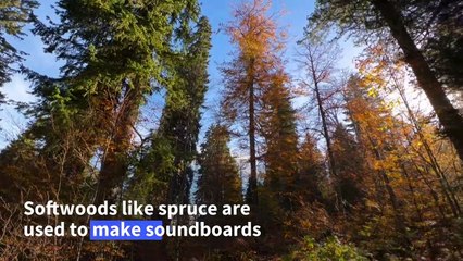 Climate's toll threatens the sound of music in Swiss forest