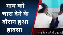 लखीसराय : गाय के हमले में बुजुर्ग हुआ जख्मी, सदर अस्पताल में चल रहा इलाज