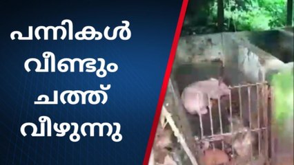 വളർത്ത് പന്നികൾ വീണ്ടും ചത്ത് വീഴുന്നു ; കാരണം അറിയാതെ കർഷകർ