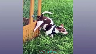 Funny Dog And Cat  Funniest Animals #funnymoments #funnyshorts #movie #funnyvideo