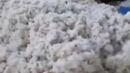 खंडवा: कृषि उपज मंडी मे 300 वाहनों से हुई कपास की आवक, आज यह भी रहा खास