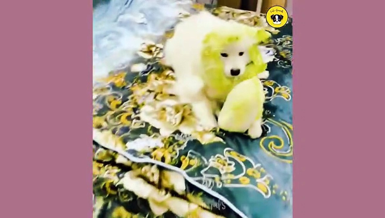 Funny Dog And Cat  Funniest Animals #funnymoments #funnyshorts #movie #funnyvideo