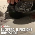 Lucifero, il piccione domestico su TikTok
