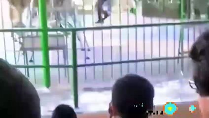 The circus guide was killed by his own circus animals