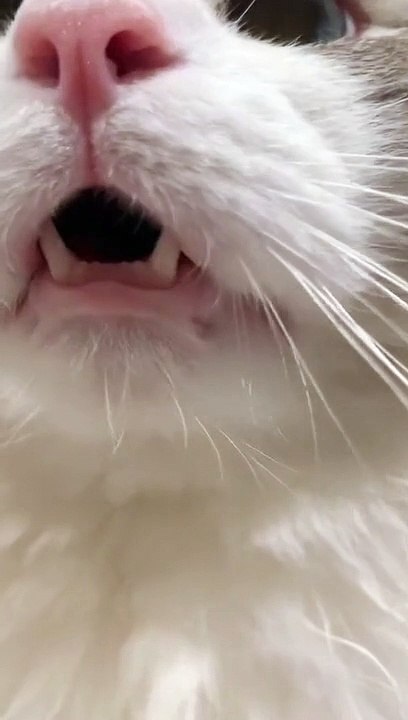 funny animals