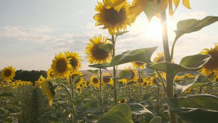 Close up video of Sunflowers Gardan