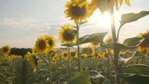 Close up video of Sunflowers Gardan