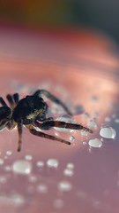 Cute Spider Plays With Water