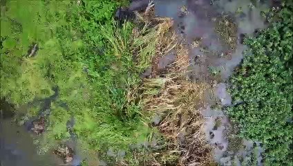 Biólogo de Apucarana flagra Jacaré-do-Papo-Amarelo em açude