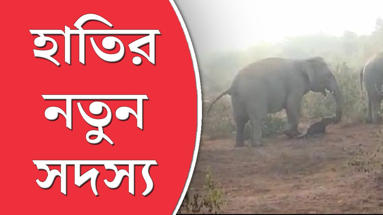নতুন সদস্য, জাটিয়ার জঙ্গলে বাড়ল হাতির বহর