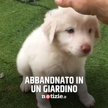 Cucciolo abbandonato in un giardino