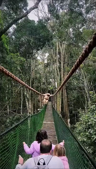 Cette famille fait une rencontre incroyable sur un pont... singe vu de très proche