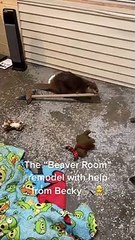 Becky the Beaver Helps Remodel her Beaver Room