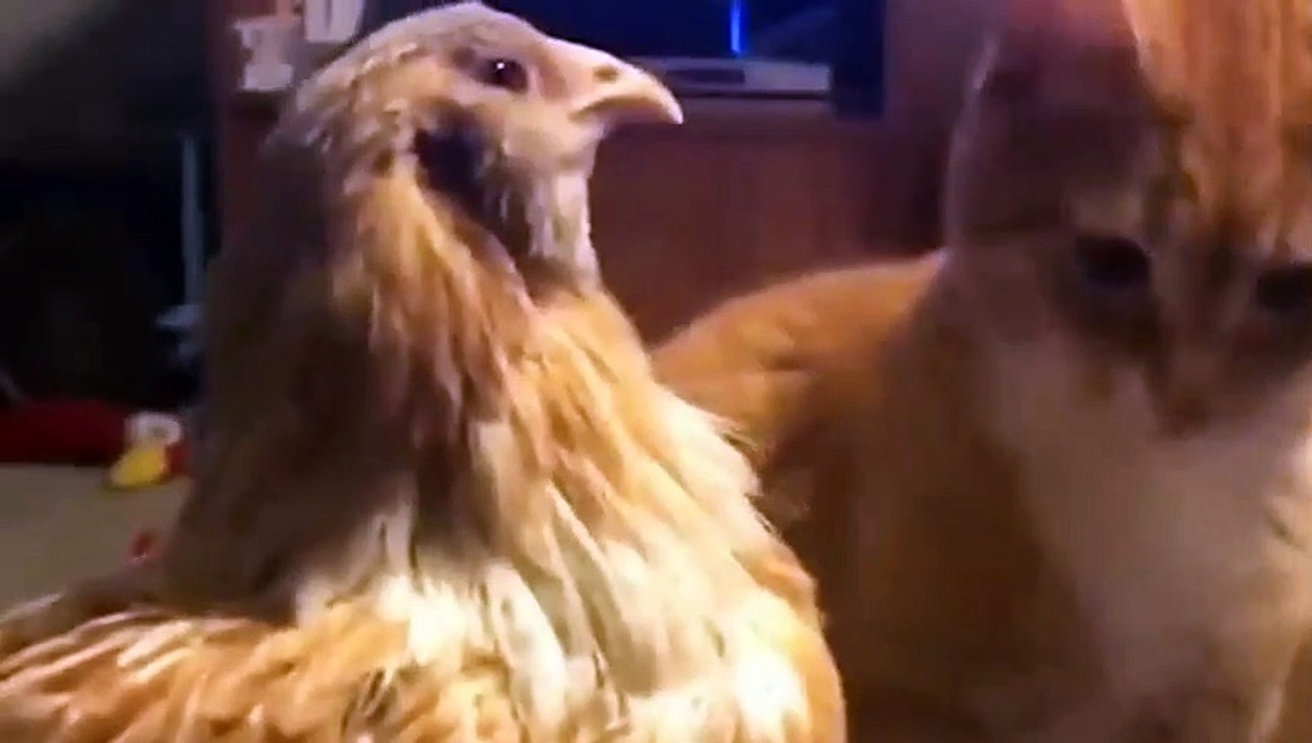 Animals