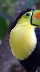 Toucans | dikdik jakaria