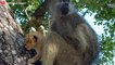 Baboons Kidnap Leopard Cubs And What Happens Next    Wild Animal Life