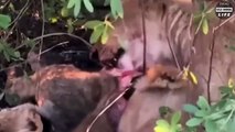 Brutal ! Look What Happens When Lions Eat Cannibals