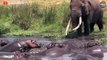 Brutal Battle Between Giant Elephants And Hippos   Wild Animal Life