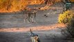 Cheetah Mother Tries Saving Cub After Leopard Catches It