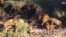 Danger! Severely Injured Lion How To Survive In The Wild   Wild Animal Life