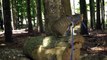 Explorer Cat Climbs on a Log