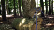 Explorer Cat Climbs on a Log