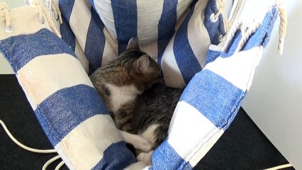 Kitten Sits in His Favorite Chair