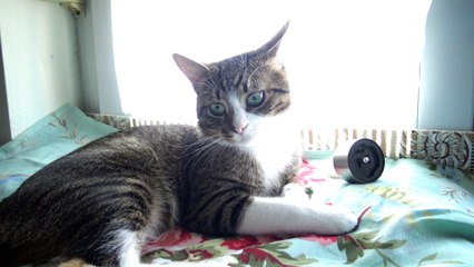 The Cat Guards the Green Energy