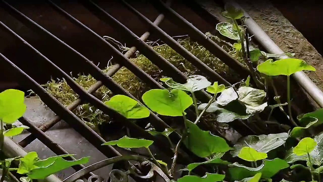 Patina-Paradiese Staffel 1 Folge 4 HD Deutsch