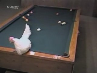 Poule qui joue au billard