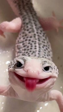 A very happy little leopard gecko --__--_ _catalaya.cove.exotics ...