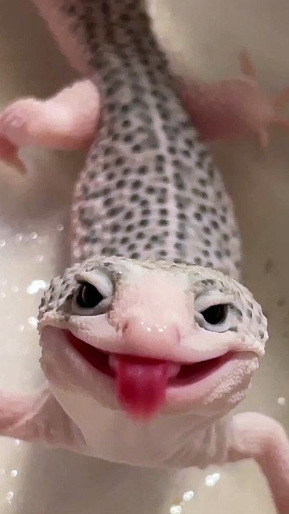 A very happy little leopard gecko --__--_ _catalaya.cove.exotics ___Gecko _Reptiles _Adorable _Pets _PetsofInstagram(video0)